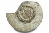 Jurassic Ammonite (Hildoceras) Fossil - England #284052-1